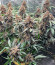 Purple Lemonade FF fem (FastBuds) семена конопли
