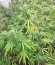 Blue Dream fem (Humboldt Seeds) семена конопли