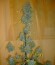 ICE fem (Female Seeds) семена конопли