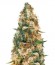Cheesy Mist Tree fem (KFC Seeds) семена конопли