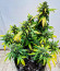 Banana Purple Punch Auto fem (FastBuds) семена конопли