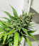 Gelato Auto fem (FastBuds) семена конопли