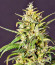 Gorilla Punch Auto fem (FastBuds) семена конопли