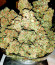 Bruce Banner Auto fem (Cali Buds Seeds) семена конопли