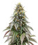 Lemonpaya fem (FastBuds) семена конопли