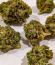 RudeBoi OG F1 fem (Seedkeepers) семена конопли