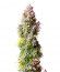 Strawberry Gorilla Auto fem (FastBuds) семена конопли