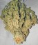 Сорт конопли Arjan's Haze #3