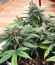 CBD Auto Charlotte’s Angel fem (Dutch Passion) семена каннабиса