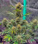 Z-Up Auto fem (FastBuds) семена конопли