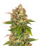 Lemon Tree от Barney's Farm семена конопли