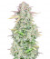 Original Trainwreck Auto fem (FastBuds) семена конопли