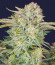 Bruce Banner Auto fem семена конопли