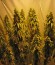 Original White Widow (IBL) fem семена конопли