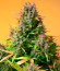 Papaya Zoap Auto fem (Sweet Seeds) семена конопли