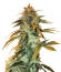 RudeBoi OG F1 fem (Seedkeepers) семена конопли