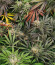 Banana Punch fem (Barney's Farm) семена конопли