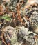 Delhi Friend fem (Dr. Krippling Seeds) семена конопли