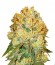 Marmalate fem (Delicious Seeds) семена конопли