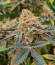 Poddy Mouth fem (Humboldt Seed Company) семена конопли