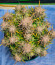 Pound Cake Auto fem (FastBuds) семена конопли