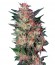 White Widow fem (Dutch Passion) семена конопли