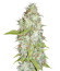 Medical Collection 8 (World of Seeds) микс семян конопли