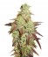 Auto Night Queen fem (Dutch Passion) семена конопли
