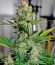Сорт каннабиса Auto Colorado Cookies