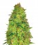 Red Leicester Tease fem (Dr. Krippling Seeds) семена конопли