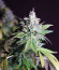 Glookies fem (Barney's Farm) семена конопли