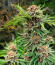 Cherry Cola Auto RF3 fem (FastBuds) семена конопли