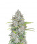 Orange Sherbet Auto fem (FastBuds) семена конопли