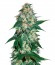 El Alquimista fem (Samsara Seeds) семена конопли