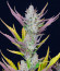 Wedding Glue Auto fem (FastBuds) семена конопли