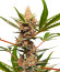 Tropicana Cookies FF fem (FastBuds) семена конопли