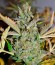 Семена сорта Auto Glueberry O.G.