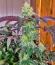 Booberry Cookies RBX fem (Ethos Genetics) семена конопли