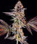 La Bomba fem (Compound Genetics) семена конопли