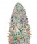 Seemango fem (Victory Seeds) семена конопли