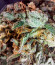 Apple Betty fem (Herbies Seeds) семена конопли