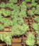 Катюша fem (Kalashnikov Seeds) семена конопли