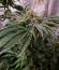 Fruit Gum fem (UKHTA420) семена конопли
