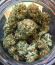 Watermelon Zkittlez Fast Version fem (Easy Grow Seeds) семена конопли