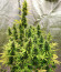 Six Shooter Auto fem (FastBuds) семена конопли