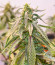 Watermelon Zkittlez fem семена конопли