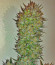 Z-Up Auto fem (FastBuds) семена конопли