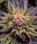 Gorilla Melon fem (FastBuds) семена конопли