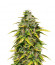 Lemon AK Auto fem (FastBuds) семена конопли