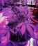 Lemon AK Auto fem (FastBuds) семена конопли